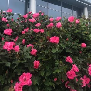 Meet your Posher, Isabella